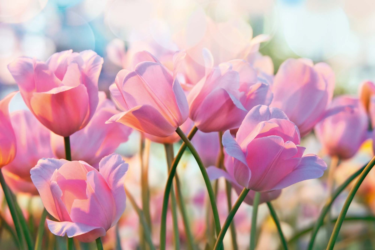 Fototapeta MS-5-1319 Ružové tulipány 375 x 250 cm