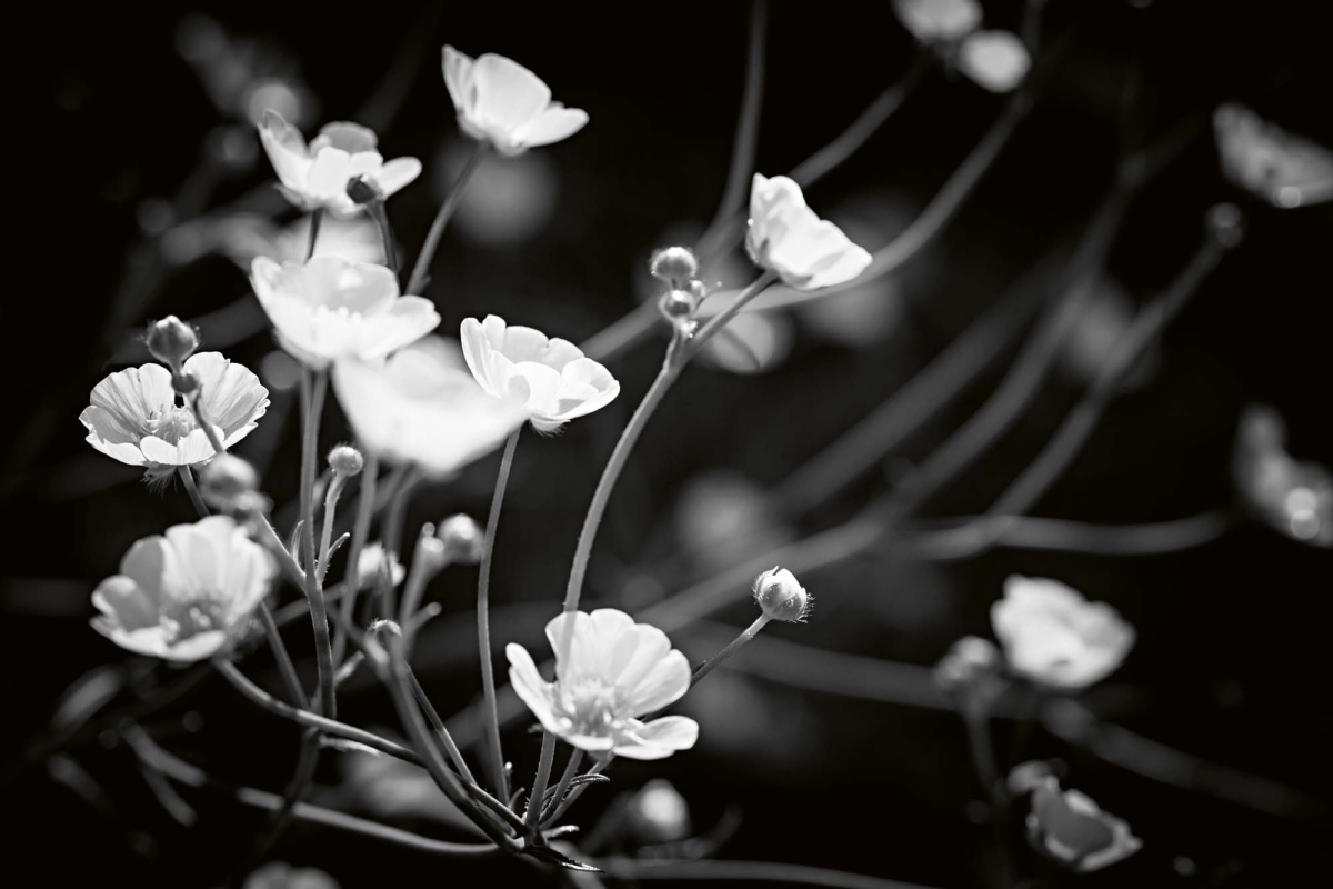 Fototapeta MS-5-1321 Čierne a biele kvety 375 x 250 cm
