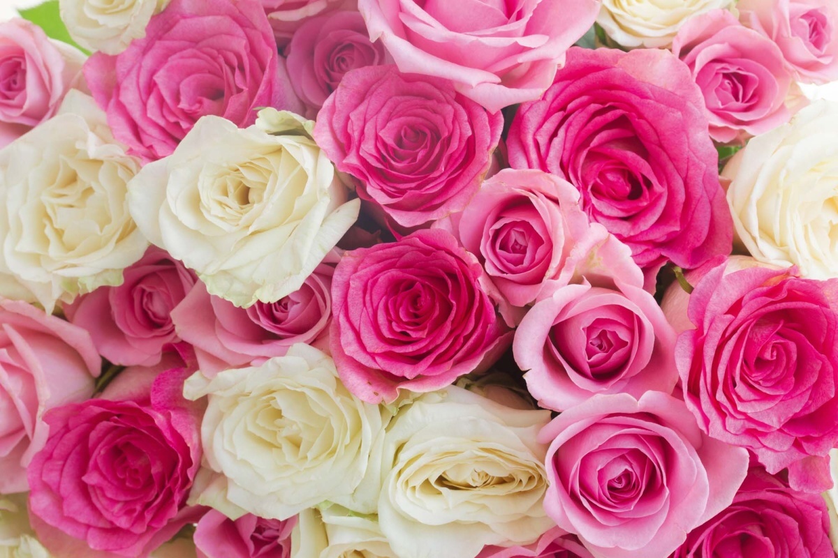 Fototapeta MS-5-1335 Ružové a biele ruže 375 x 250 cm