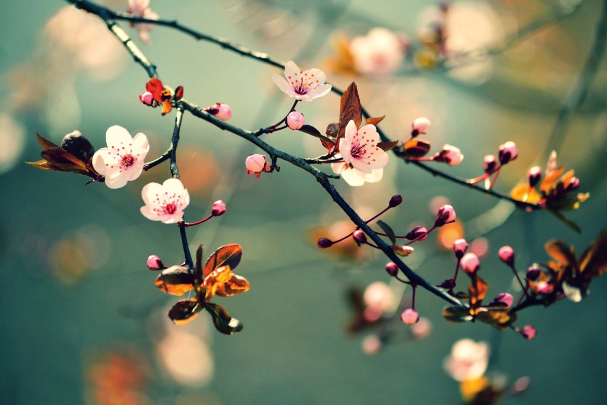 Fototapeta MS-5-1377 Japonská kvitnúca čerešňa 375 x 250 cm