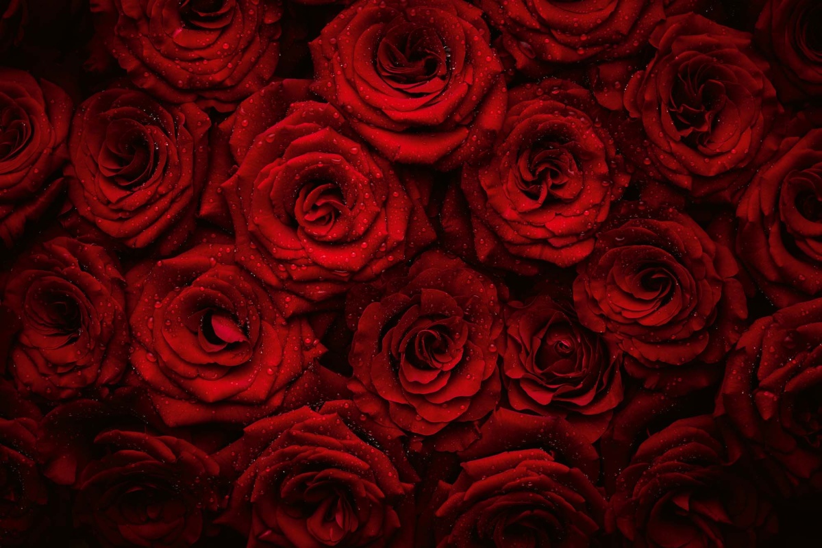 Fototapeta MS-5-1397 Krásne červené ruže 375 x 250 cm