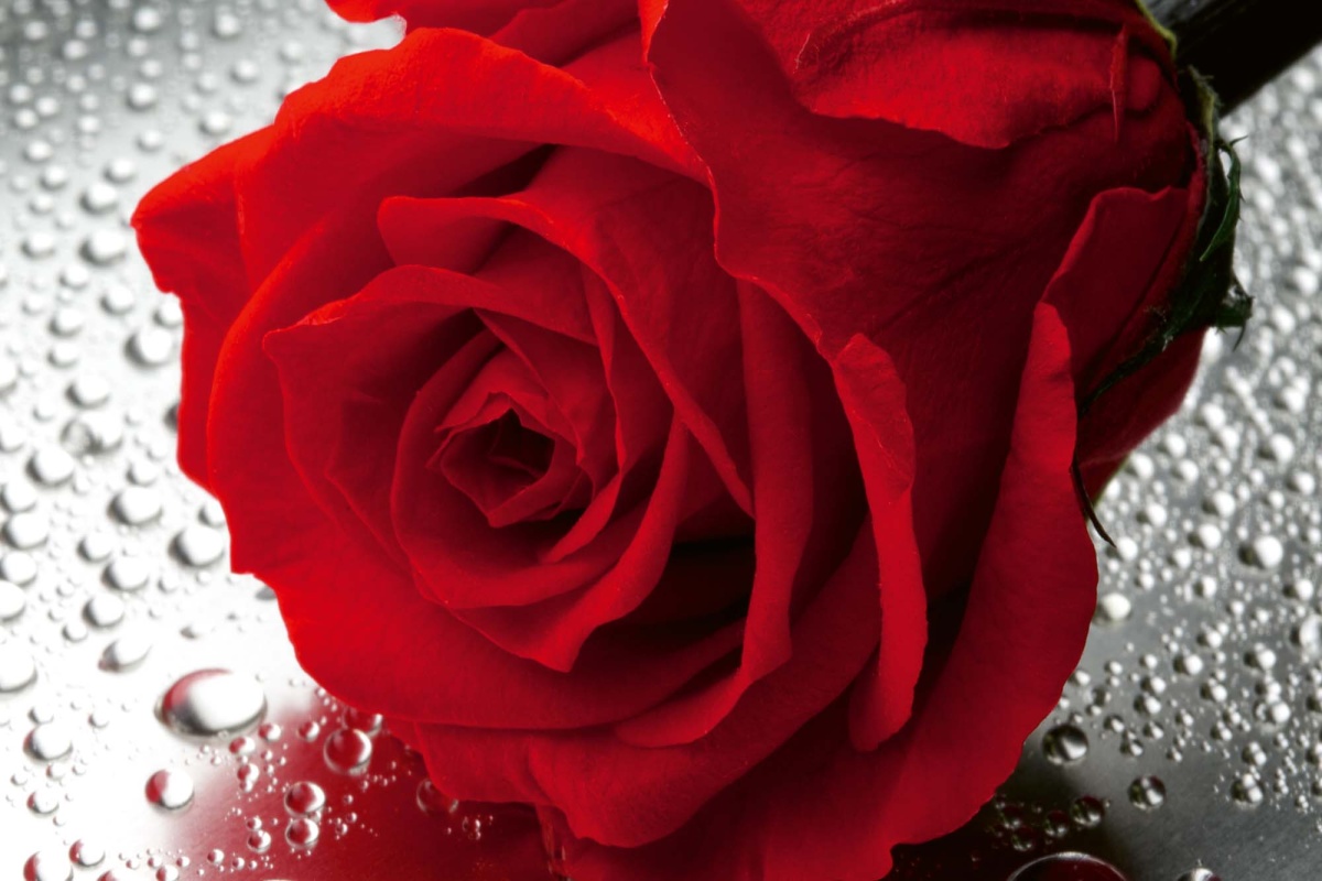 Fototapeta MS-5-1398 Ruže zblízka 375 x 250 cm