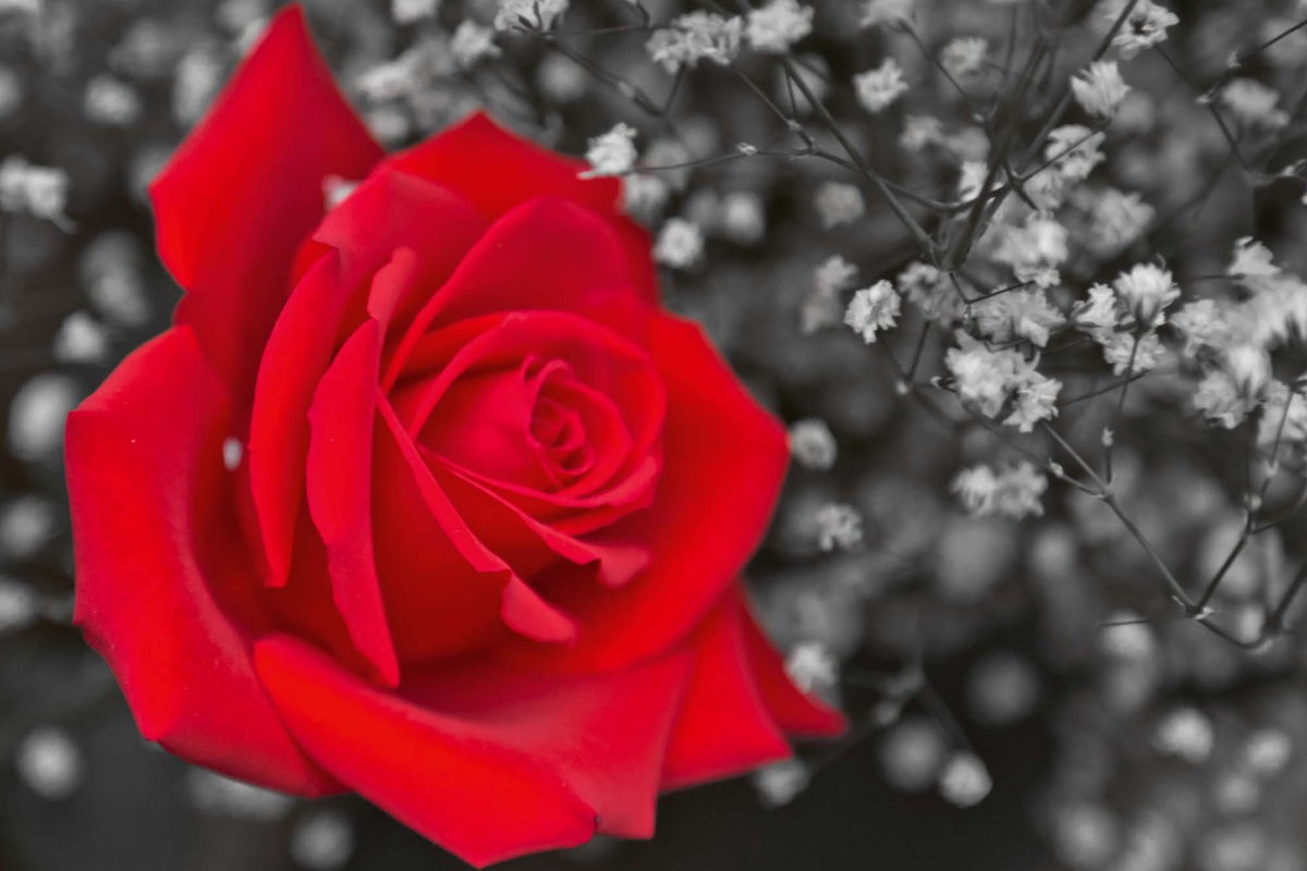 Fototapeta MS-5-1404 Červená ruža 2 375 x 250 cm