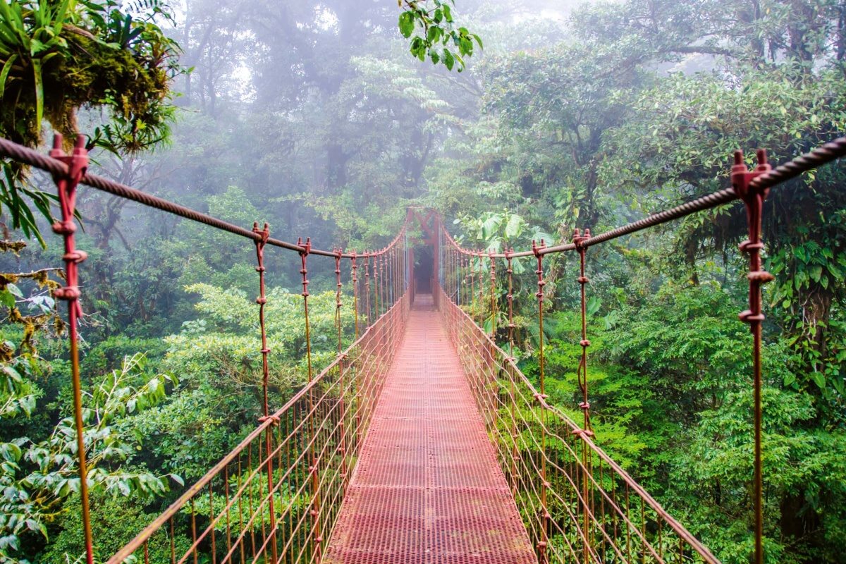 Fototapeta MS-5-0637 Most v dažďovom pralese 375 x 250 cm