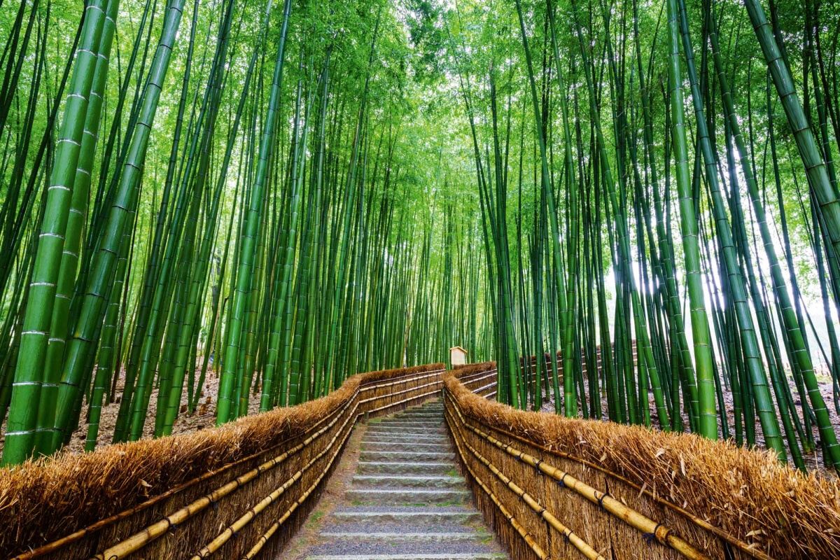 Fototapeta MS-5-0638 Chodník bambusovým lesom 375 x 250 cm