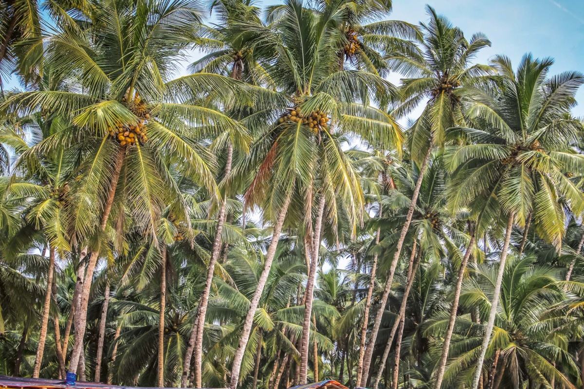 Fototapeta MS-5-1779 Palma s kokosom 375 x 250 cm