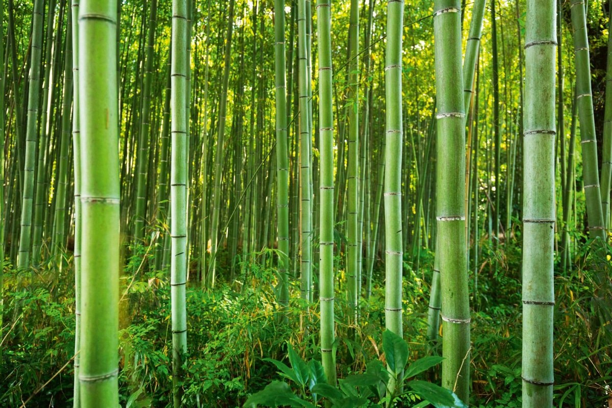 Fototapeta MS-5-1582 Bambusový les 375 x 250 cm