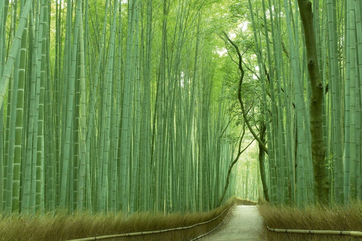 Fototapeta MS-5-1583 Bambusový chodník 375 x 250 cm