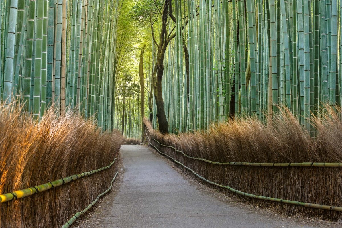 Fototapeta MS-5-1584 Bambusový chodník v Japonsku 375 x 250 cm