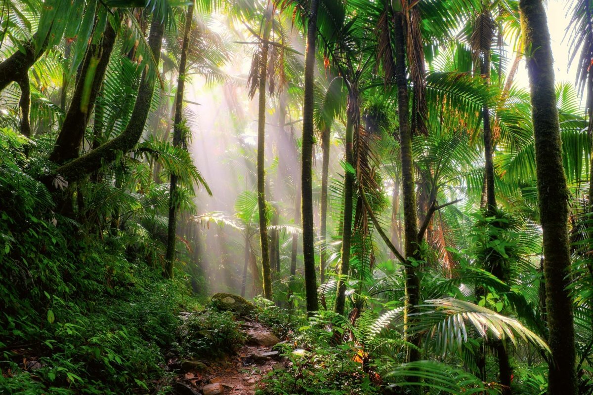 Fototapeta MS-5-1591 Krásna cesta džungľou 375 x 250 cm