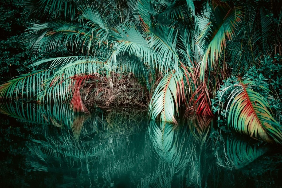 Fototapeta MS-5-1592 Farebná džungľa 375 x 250 cm