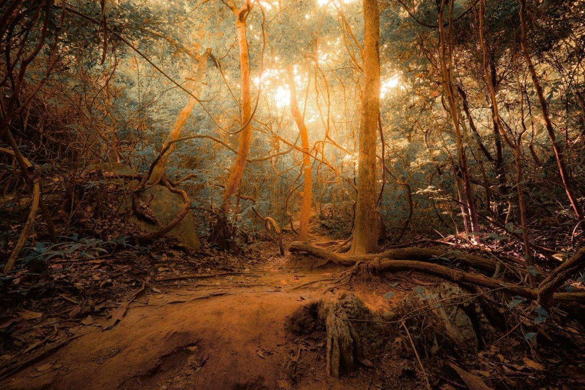 Fototapeta MS-5-1593 Tajomná džungľa 375 x 250 cm