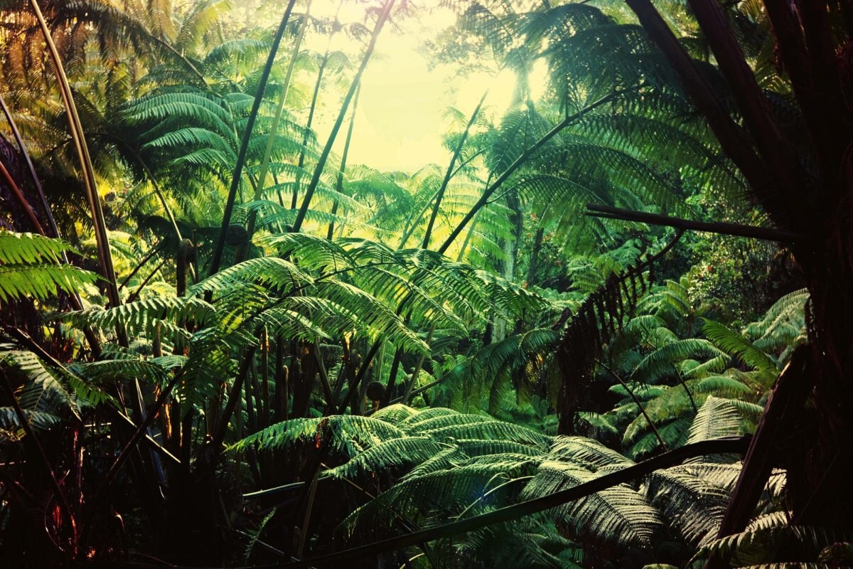 Fototapeta MS-5-1595 Džungle na Havaji 375 x 250 cm