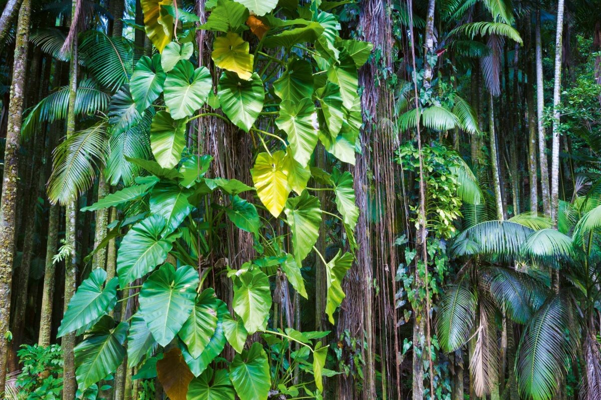 Fototapeta MS-5-1597 Listy v tropickej džungli 375 x 250 cm