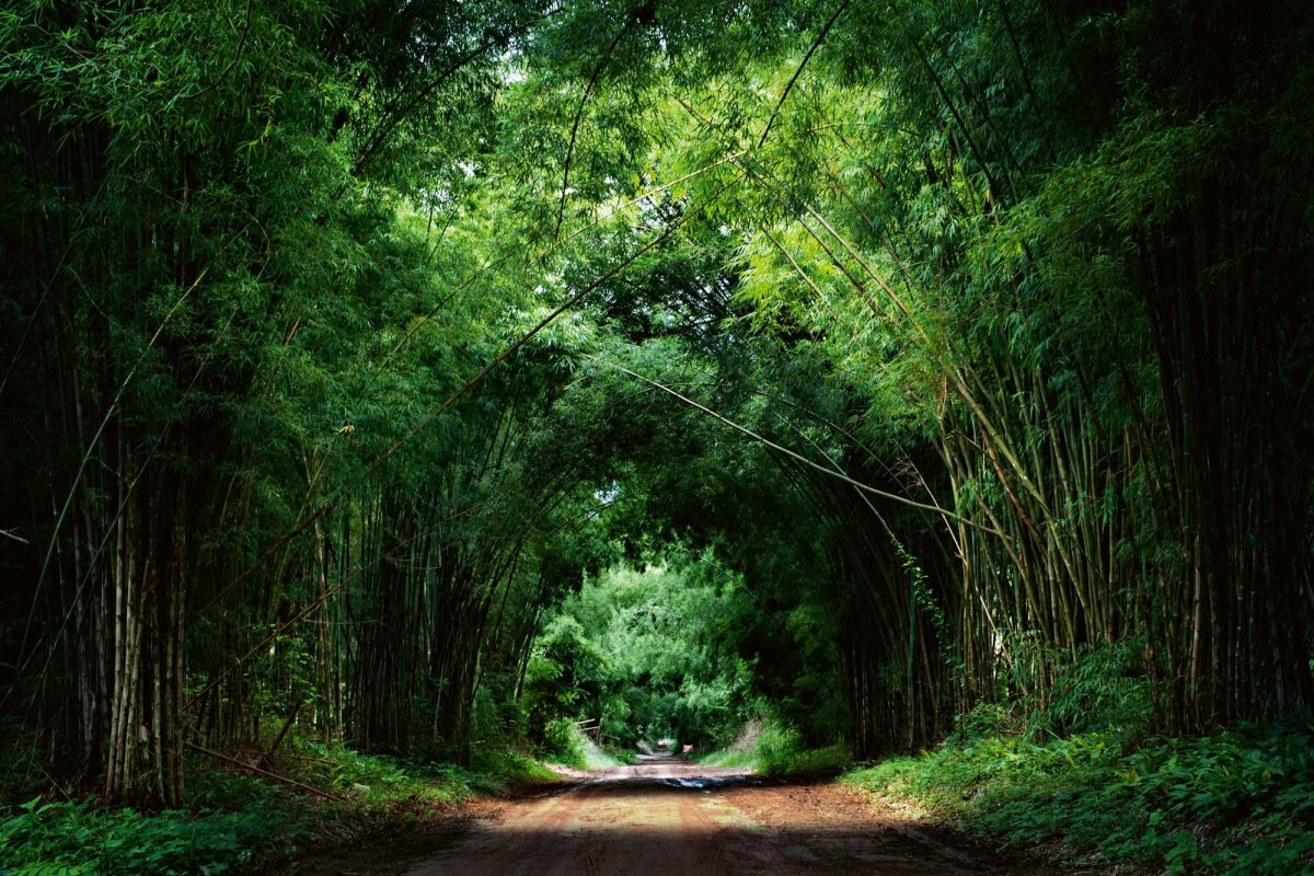 Fototapeta MS-5-1598 Bambusová cesta 375 x 250 cm