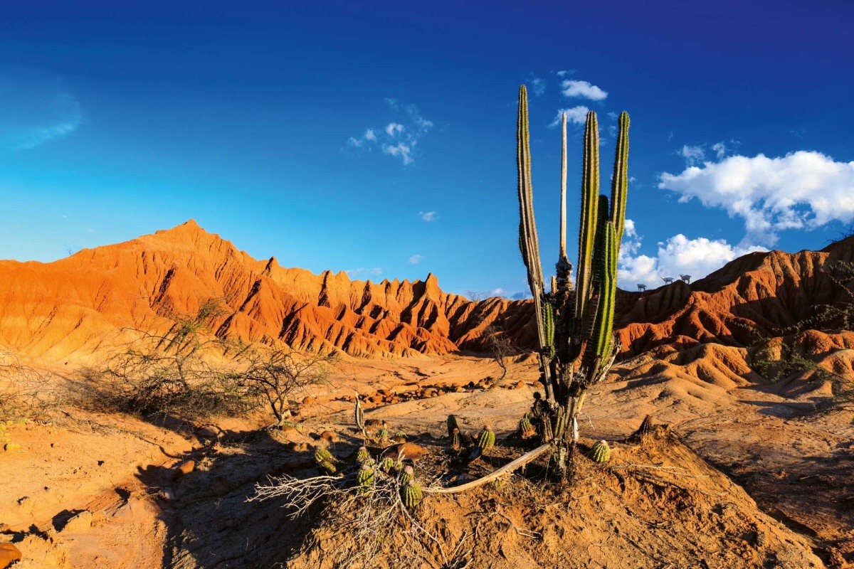 Fototapeta MS-5-1628 Kaktus v červenej púšti 375 x 250 cm
