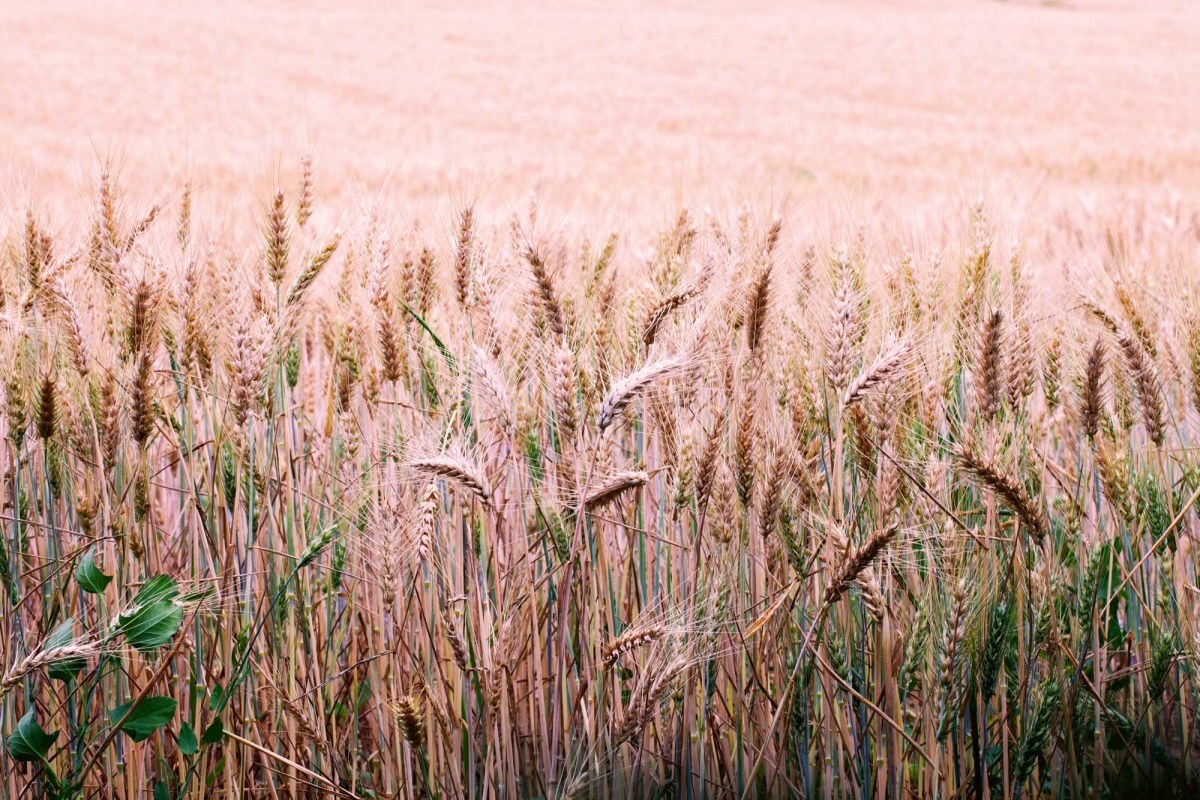 Fototapeta MS-5-1715 Pšeničné pole 375 x 250 cm