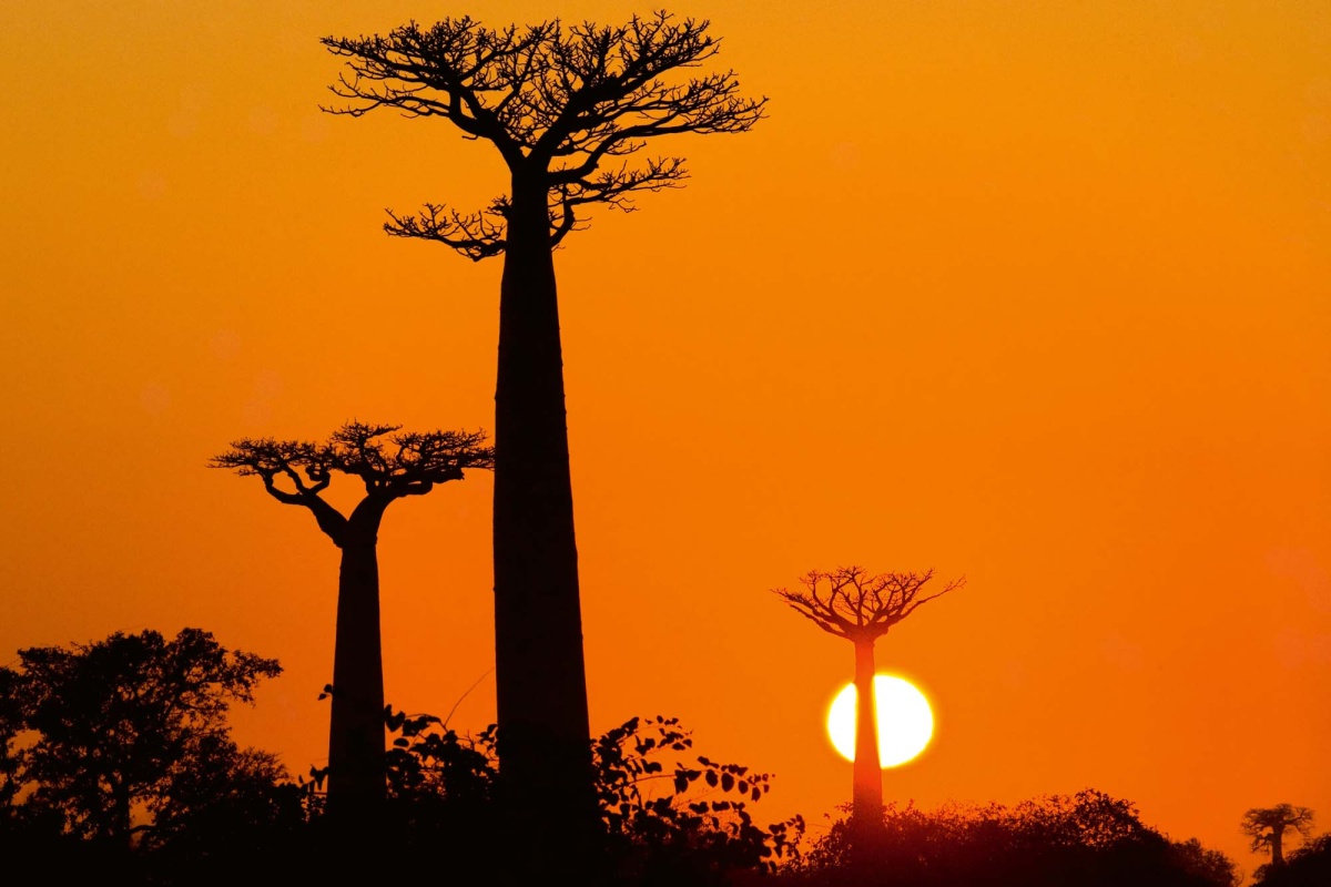 Fototapeta MS-5-1841 Baobab pri západe slnka 375 x 250 cm