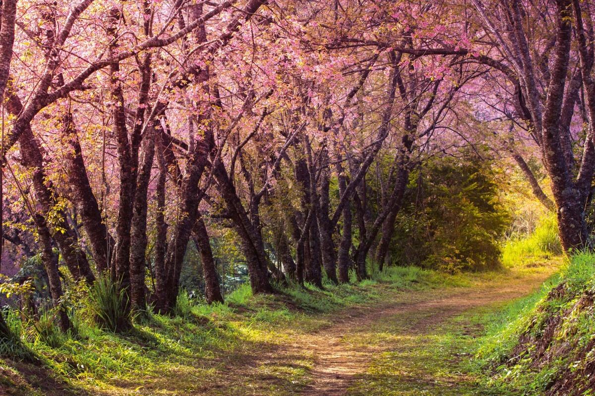 Fototapeta MS-5-1858 Ružový chodník sakury 375 x 250 cm