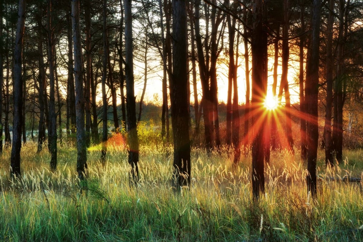 Fototapeta MS-5-1864 Slnečné svetlo v lese 375 x 250 cm