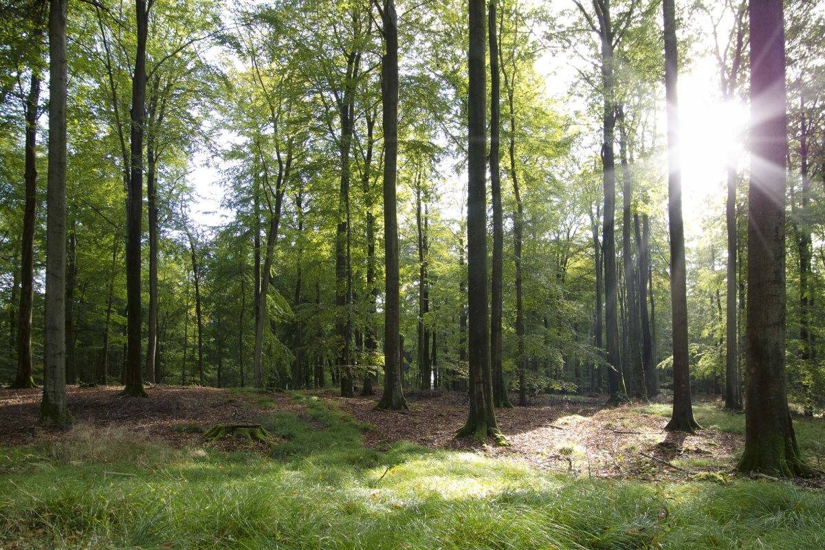 Fototapeta MS-5-1866 Jesenný bukový les 375 x 250 cm
