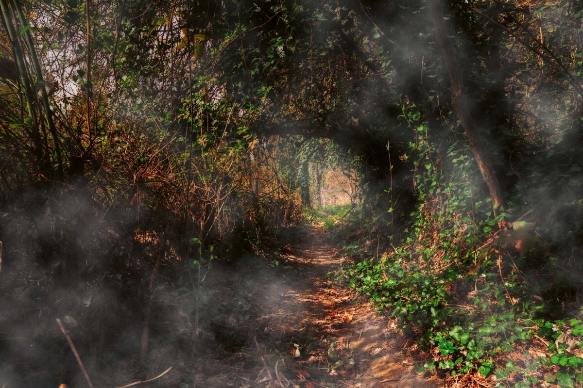Fototapeta MS-5-1872 Tajomná cesta v lese 375 x 250 cm