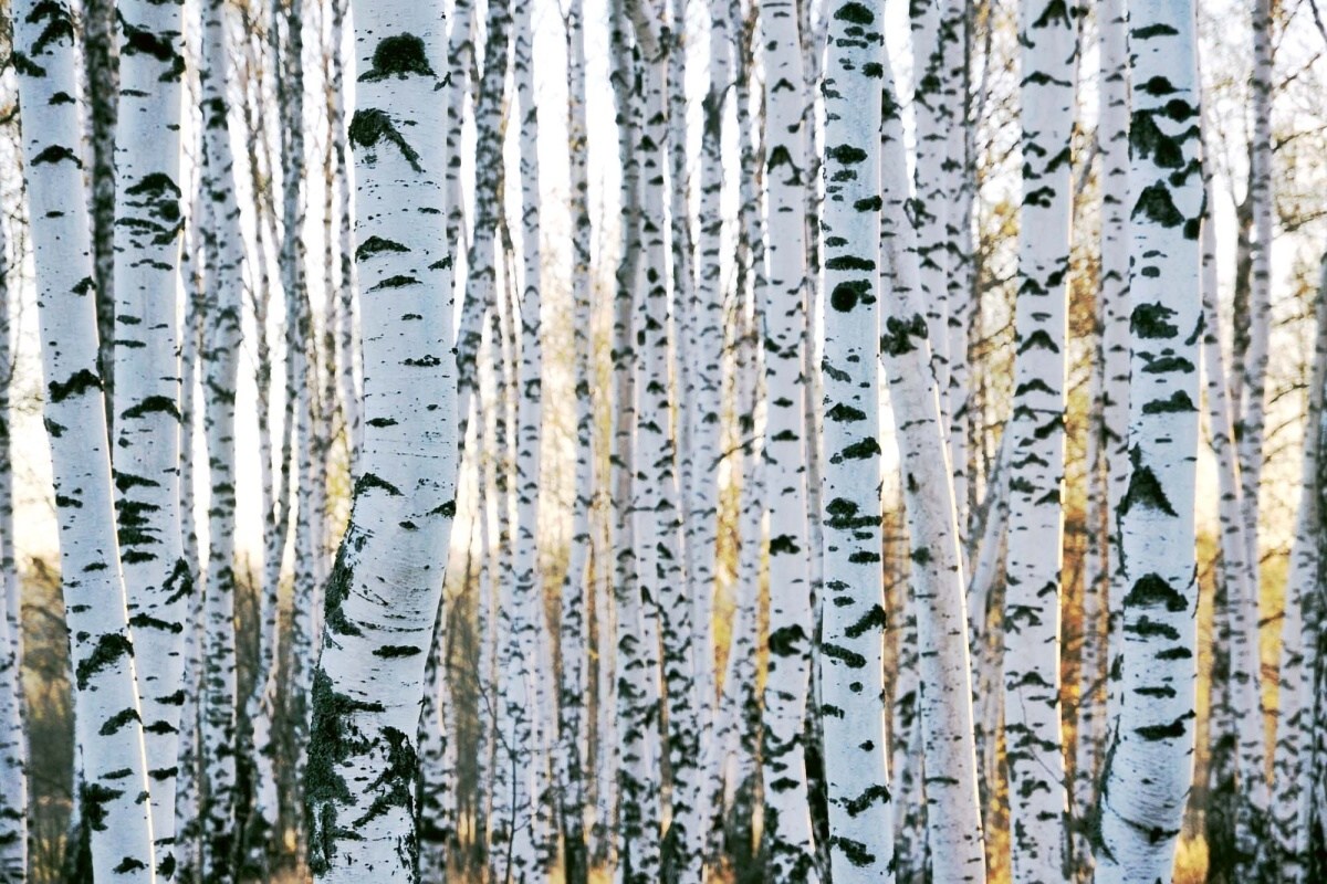 Fototapeta MS-5-1873 Kmene brezových stromov 375 x 250 cm