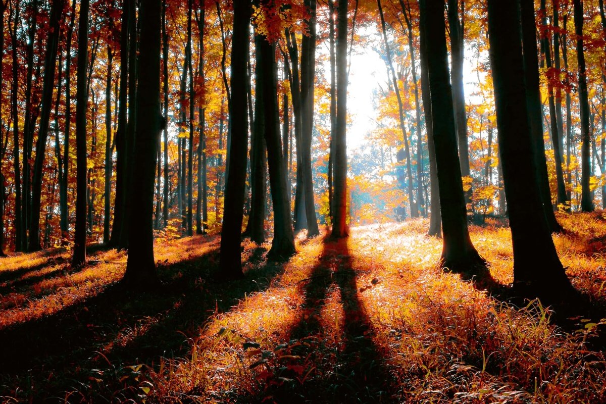Fototapeta MS-5-1877 Farebný jesenný les 375 x 250 cm