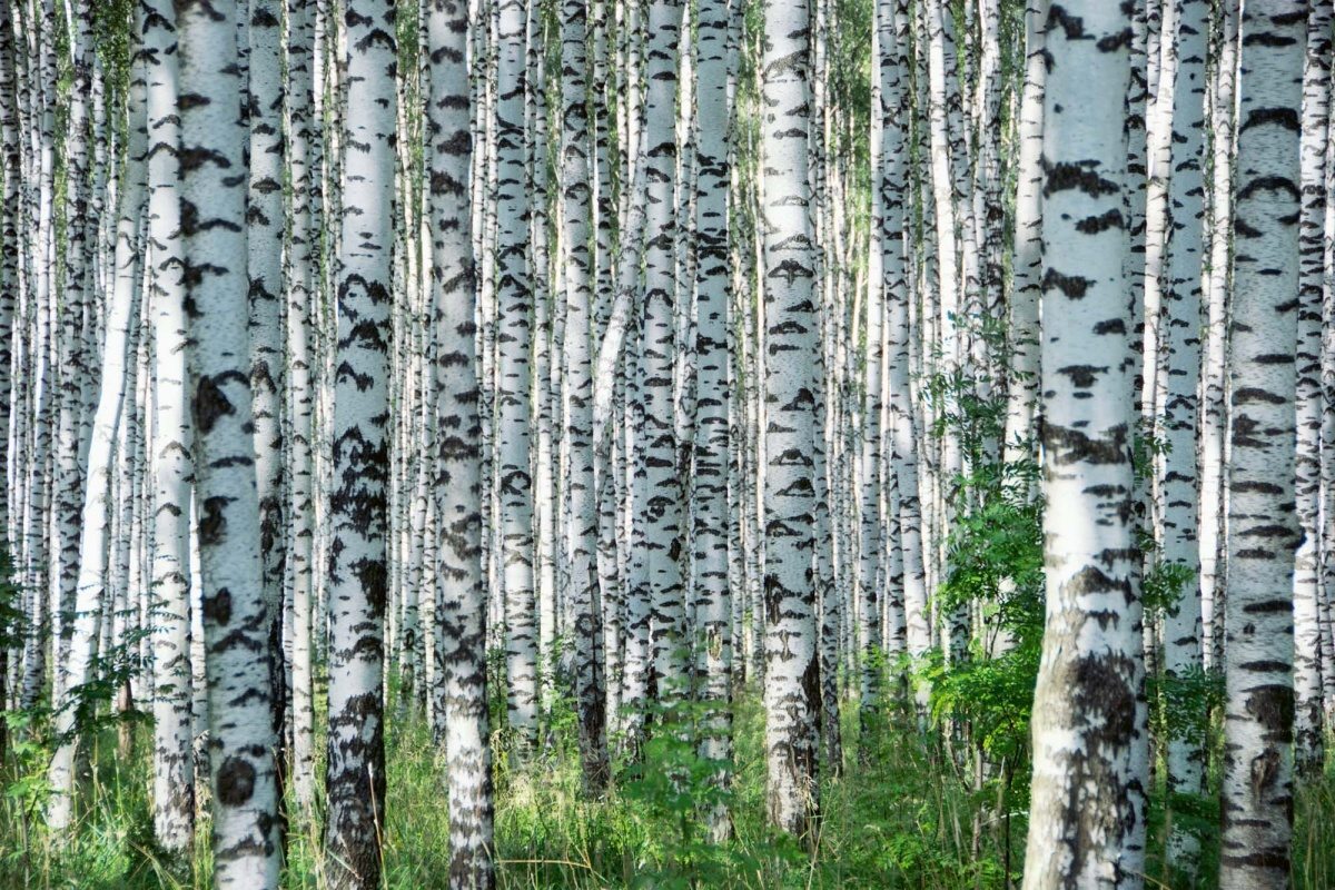 Fototapeta MS-5-1889 Letný deň v brezovom háji 375 x 250 cm