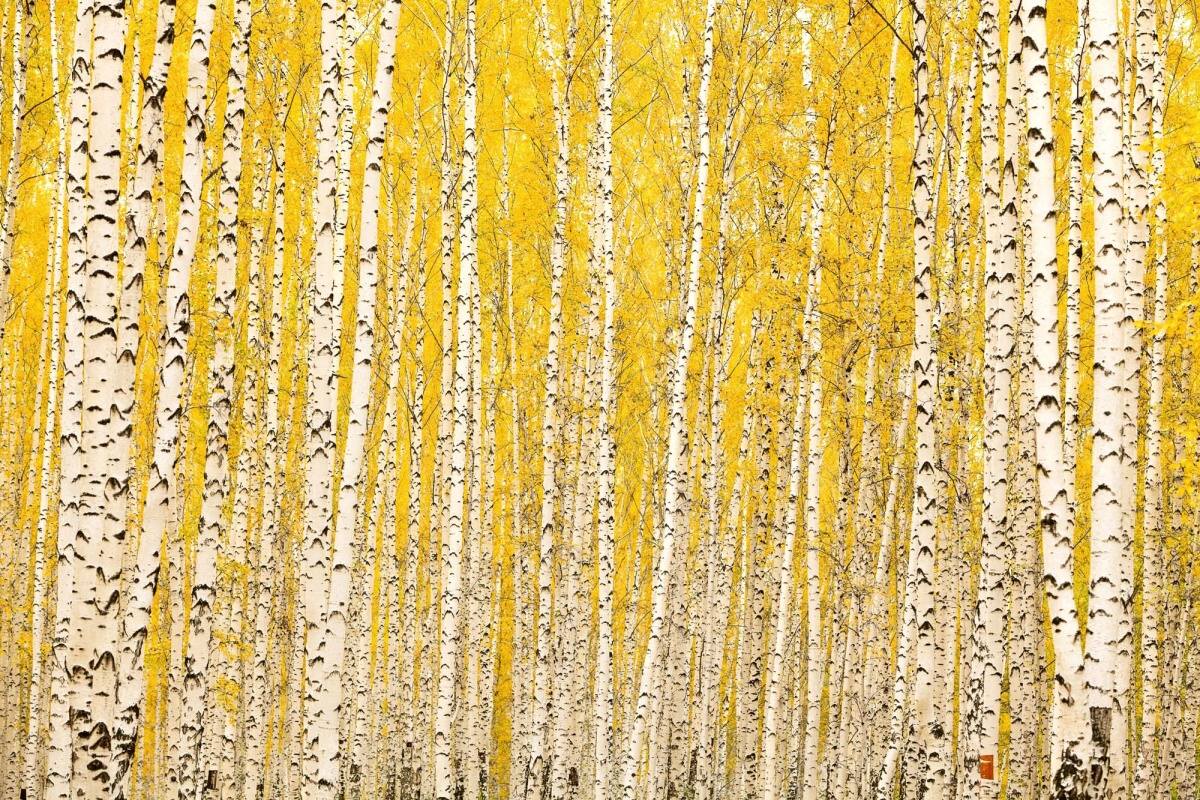 Fototapeta MS-5-1898 Žltá breza 375 x 250 cm