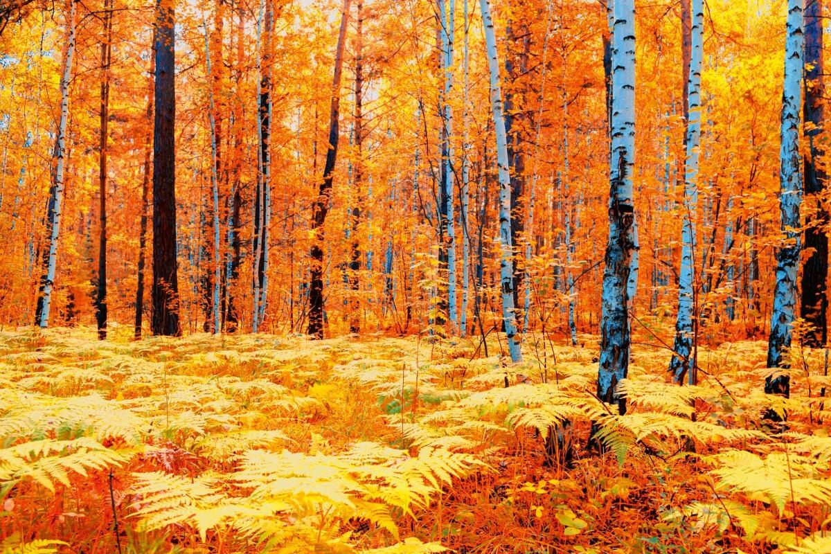 Fototapeta MS-5-1907 Žltý jesenný les 375 x 250 cm