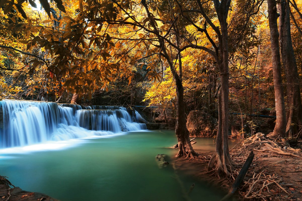 Fototapeta MS-5-3241 Jesenný hlboký les 375 x 250 cm
