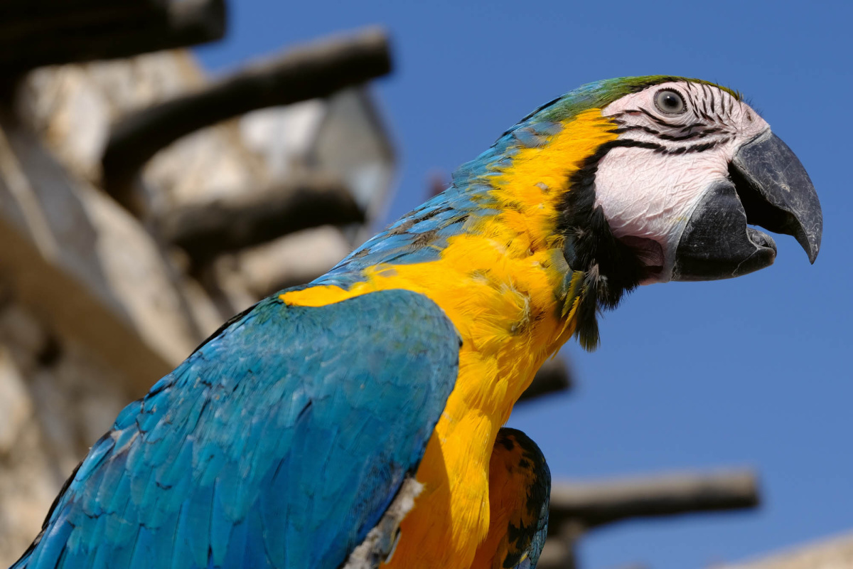 Fototapeta MS-5-0404 Modrožltý papagáj Ara 375 x 250 cm