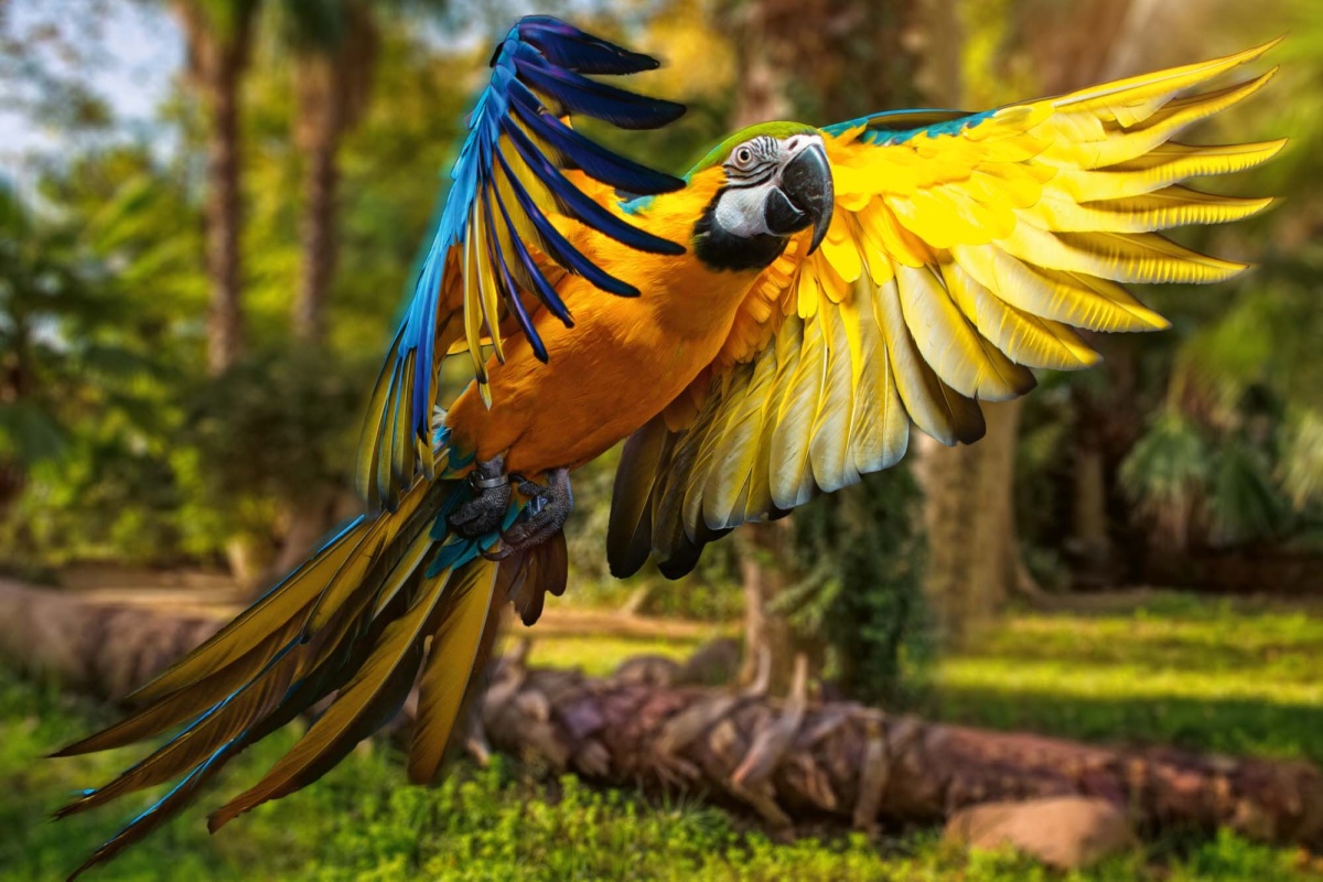 Fototapeta MS-5-0413 Farebný papagáj 375 x 250 cm