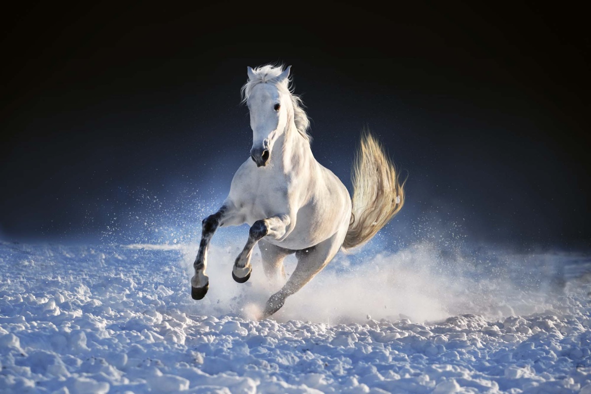 Fototapeta MS-5-0420 Biely kôň v snehu 375 x 250 cm