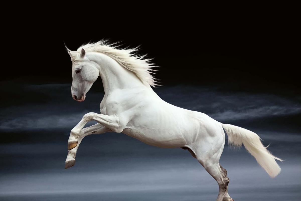 Fototapeta MS-5-0423 Biely kôň 375 x 250 cm