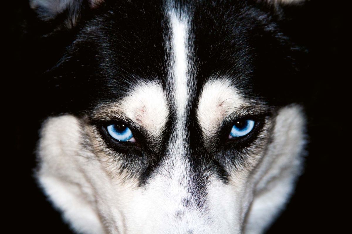 Fototapeta MS-5-0426 Modré oči Husky 375 x 250 cm