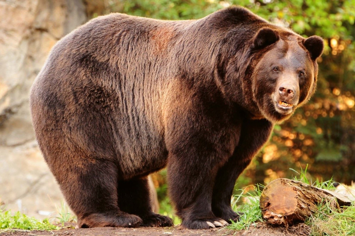 Fototapeta MS-5-0432 Alijašský hnedy medveď 375 x 250 cm