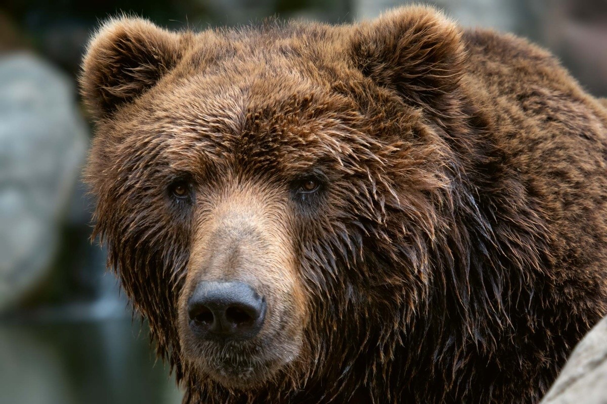 Fototapeta MS-5-0435 Kamčatský medveď 375 x 250 cm