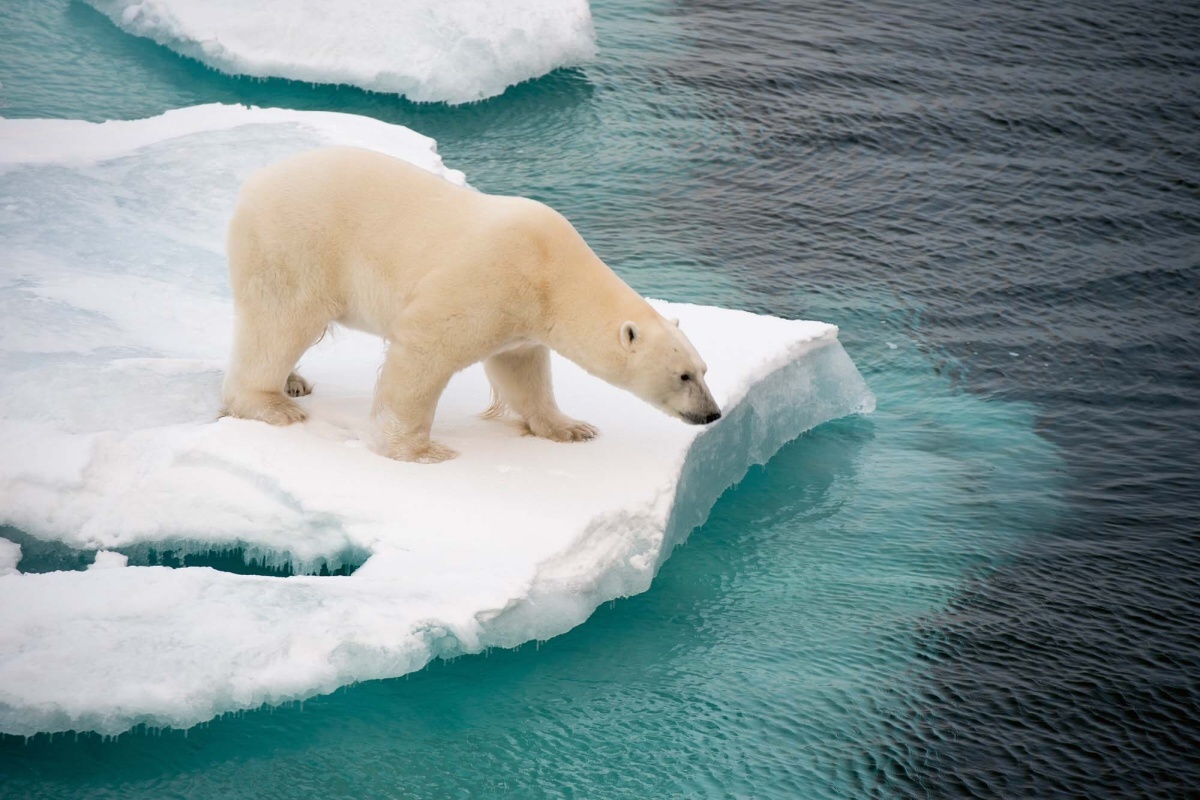 Fototapeta MS-5-0438 Ľadový medveď pri mori375 x 250 cm