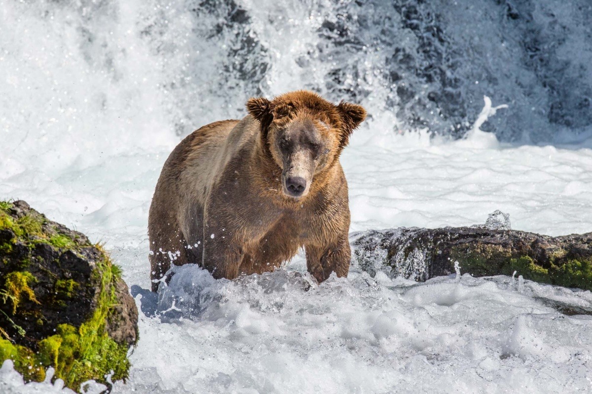 Fototapeta MS-5-0439 Hnedý medveď v rieky 375 x 250 cm