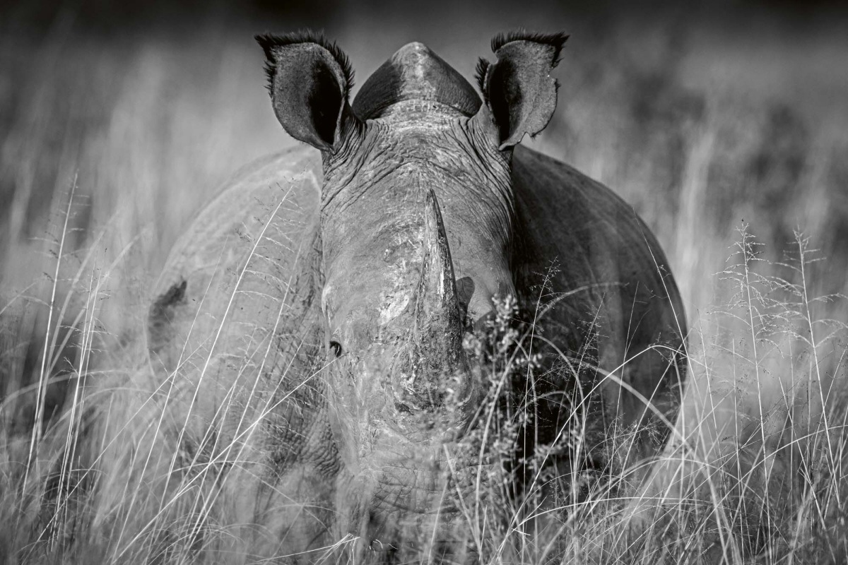 Fototapeta MS-5-0454 Nosorožec v tráve 375 x 250 cm