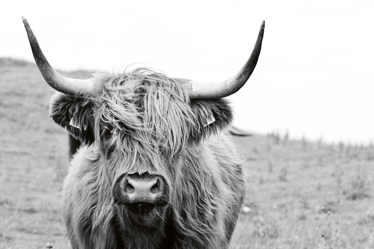 Fototapeta MS-5-0458 Škótska krava 375 x 250 cm