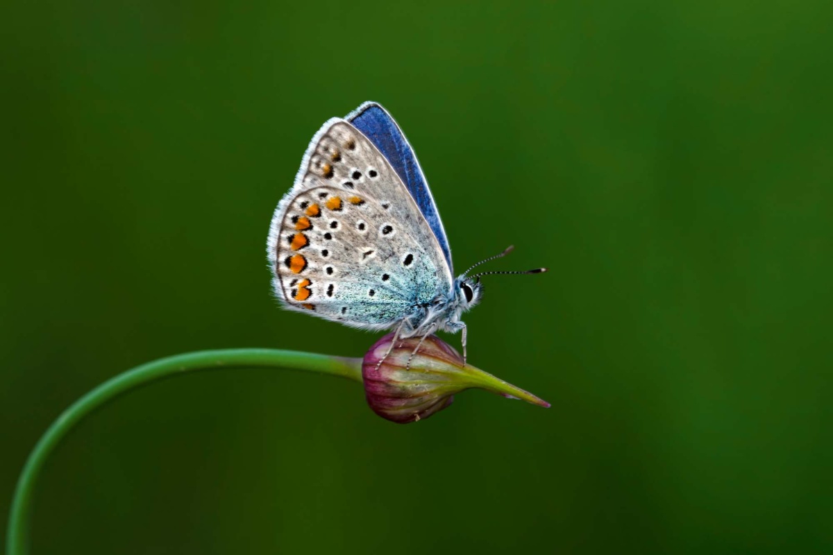 Fototapeta MS-5-0466 Motýľ na kvete 375 x 250 cm