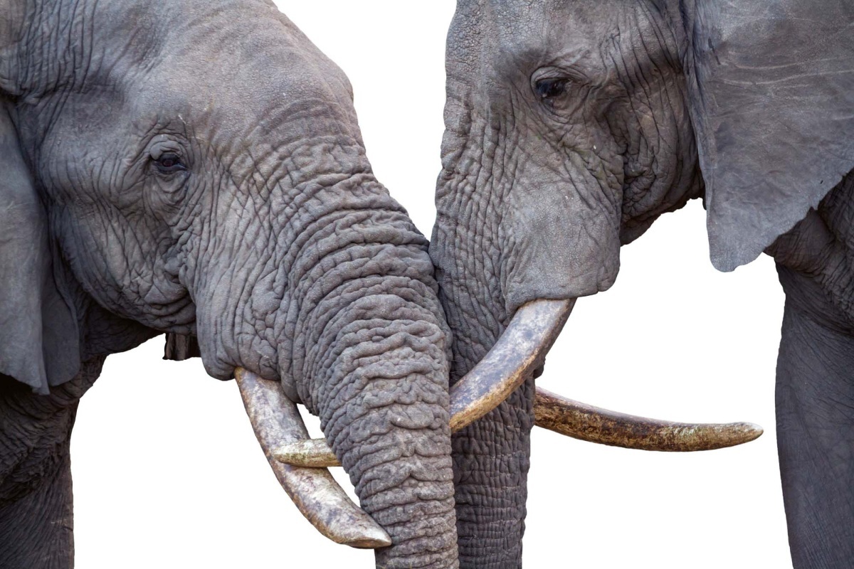 Fototapeta MS-5-0481 Dva slony africké 375 x 250 cm