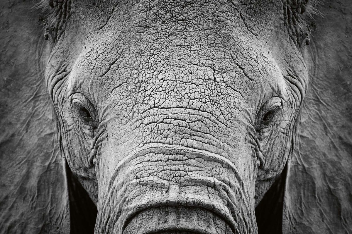 Fototapeta MS-5-0484 Slon africký 375 x 250 cm