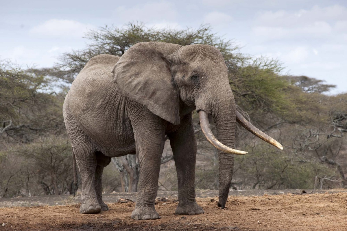 Fototapeta MS-5-0495 Slon v Keni 375 x 250 cm