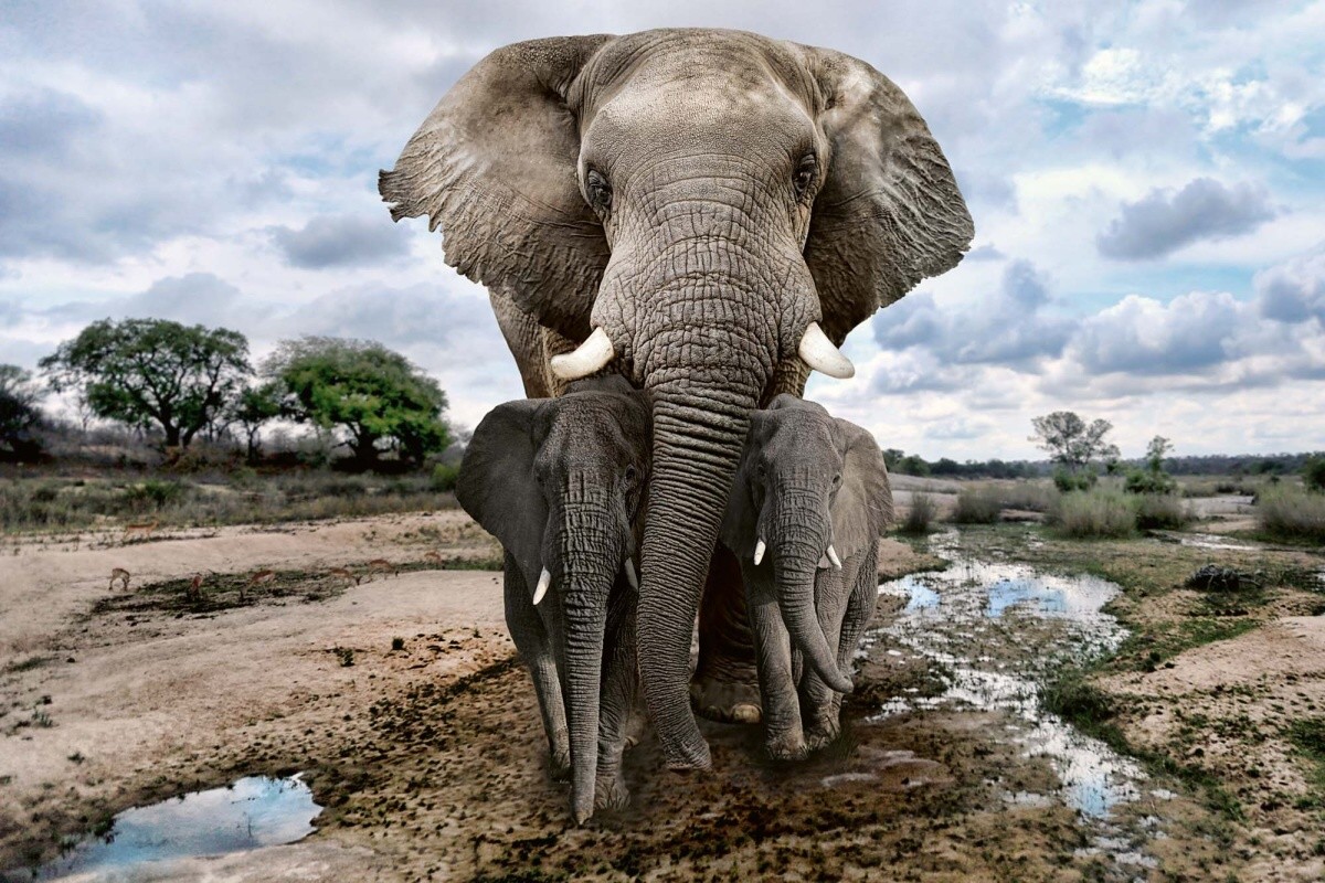 Fototapeta MS-5-0497 Slon v Afrike 375 x 250 cm