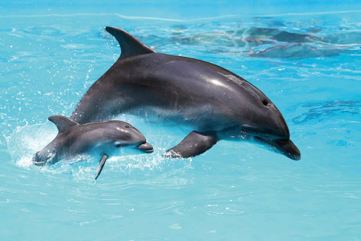 Fototapeta MS-5-0509 Dva delfíny 375 x 250 cm