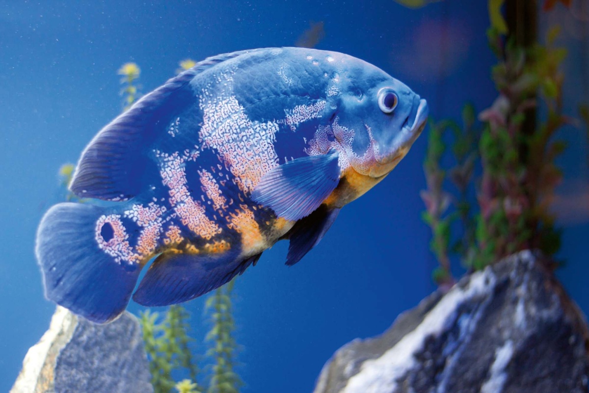 Fototapeta MS-5-0510 Veľká modrá ryba v akváriu 375 x 250 cm